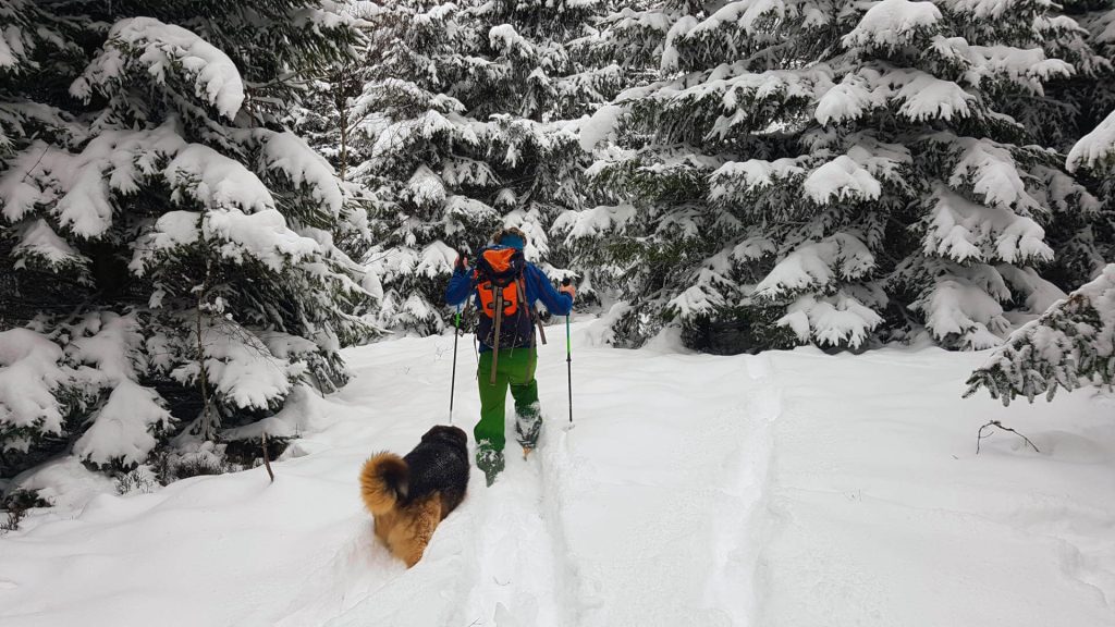 Pozimi je odkrivanje narave s krplji ali turnimi smučmi nekaj najlepšega, naš pes Rossi se z veseljem pridruži.