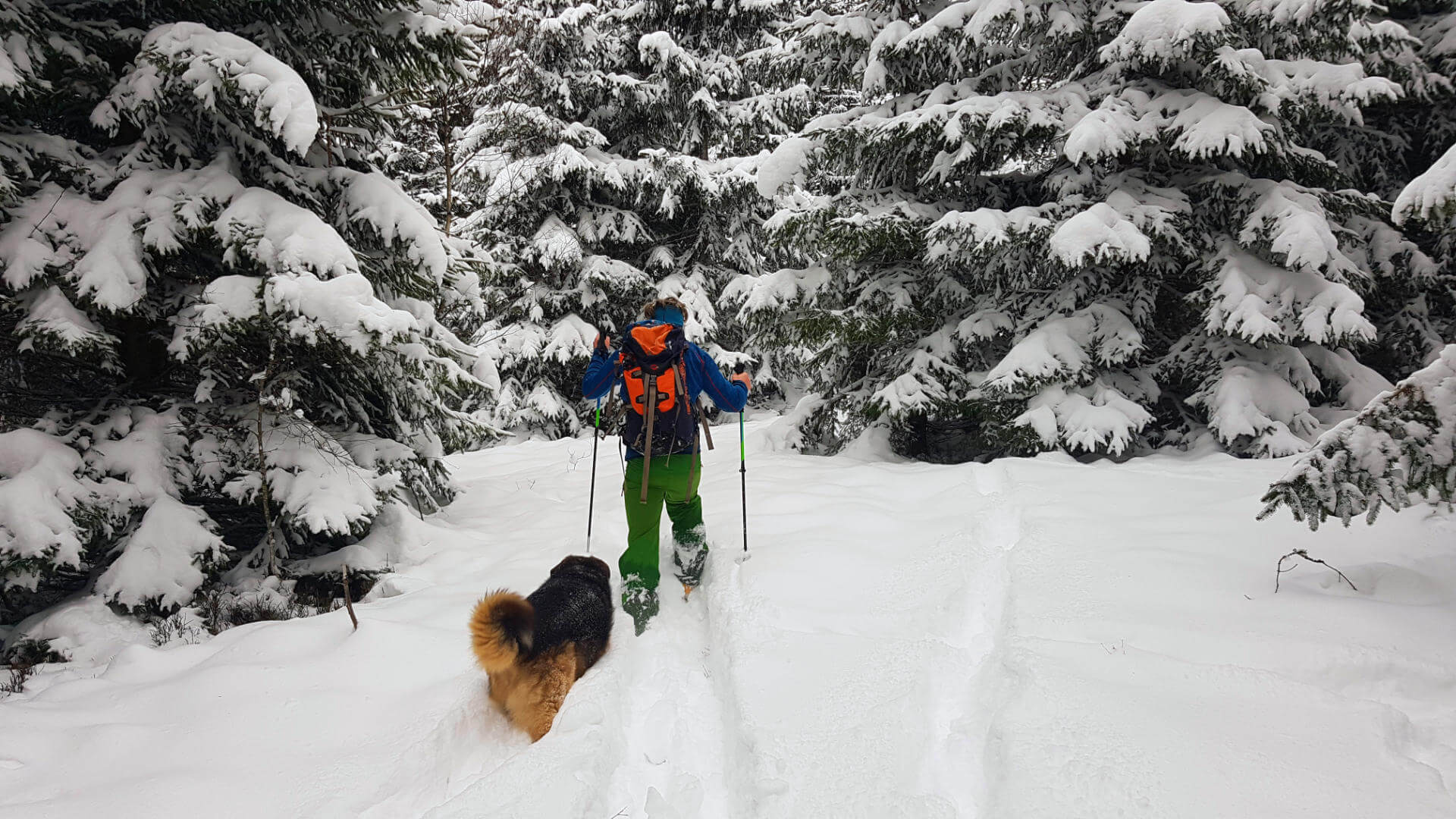 Pozimi je odkrivanje narave s krplji ali turnimi smučmi nekaj najlepšega, naš pes Rossi se z veseljem pridruži.